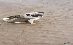 Pug dogs for sale: 3year old pug - Image 3