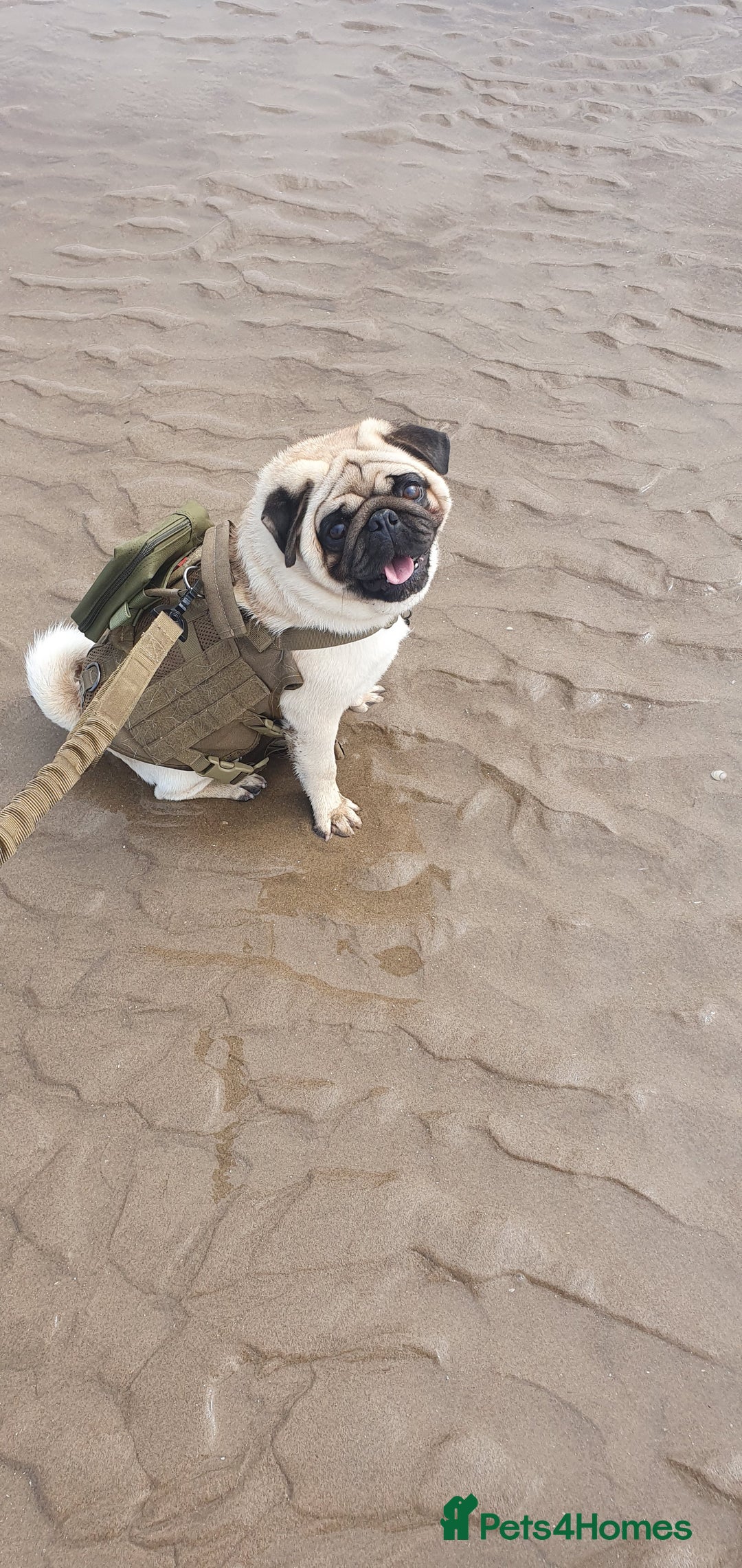 Pug dogs for sale: 3year old pug - Image 3