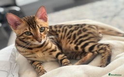 Bengal cats for sale: Bengal Cat – 6 Months Old (Neutered) - Image 5