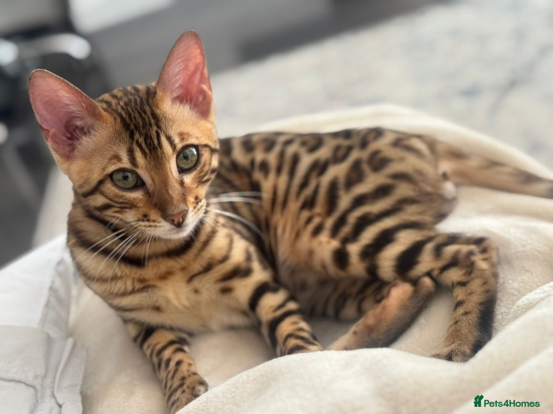 Bengal cats for sale: Bengal Cat – 6 Months Old (Neutered) - Image 5
