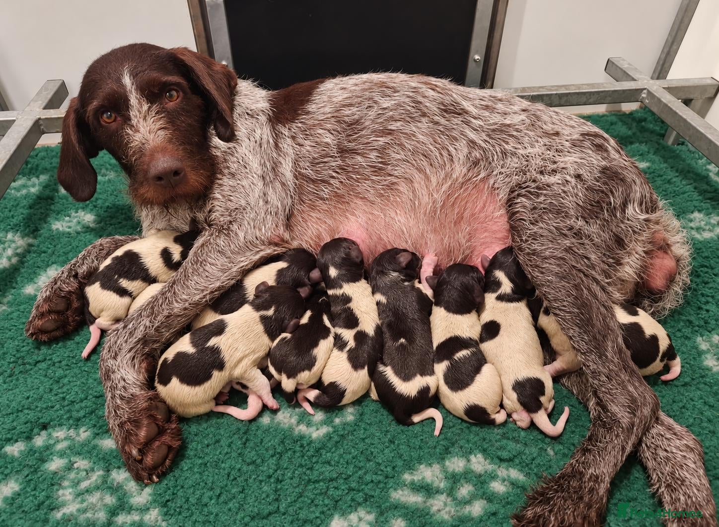 German Wirehaired Pointer dogs German Wirehaired Pointer puppies  - Advert 4