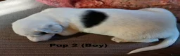 Lurcher dogs for sale: Soppy Bedlington Whippet lurcher puppies  - Advert 23