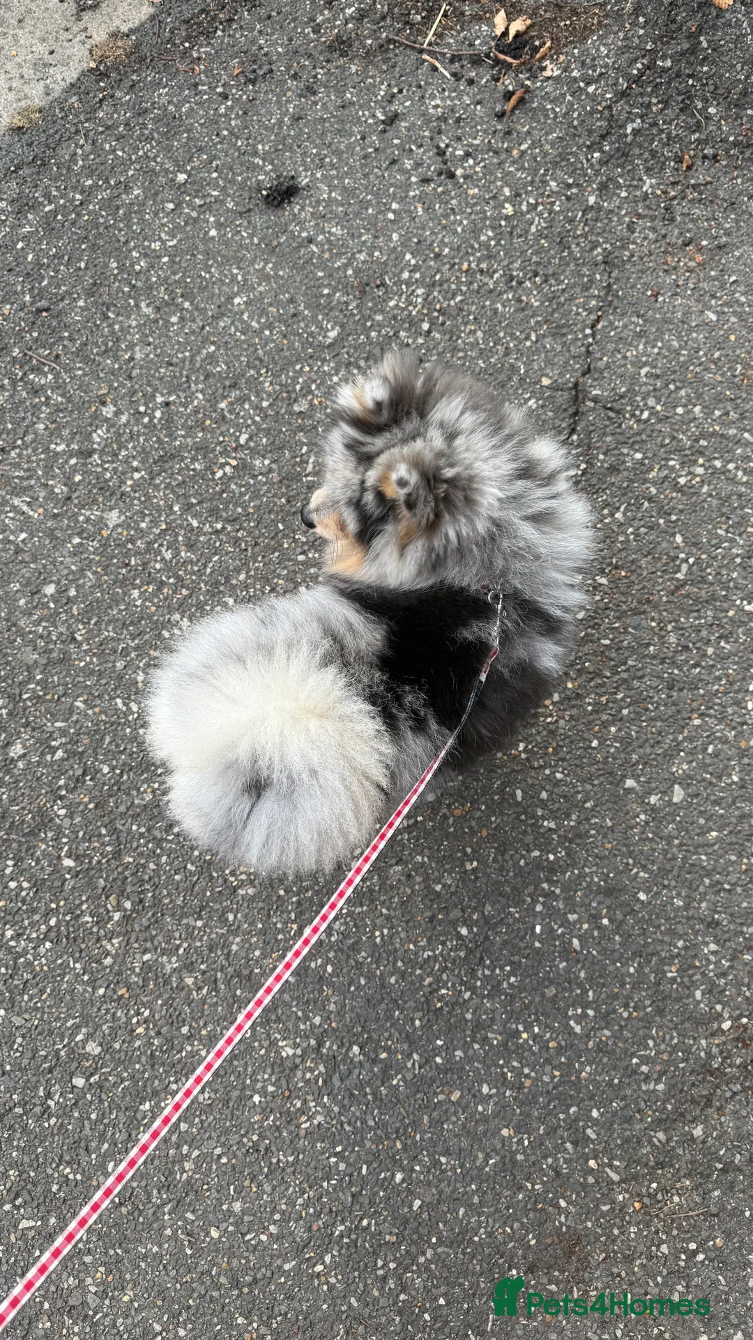 Pomeranian dogs for stud: Rare Blue & Tan Merle Pomeranian Stud – London  - Advert 24