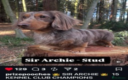 Miniature Dachshund dogs for sale: ✨Mini Smooth Hair Dachshund Ready 18/10/2025 ✨ - Image 23