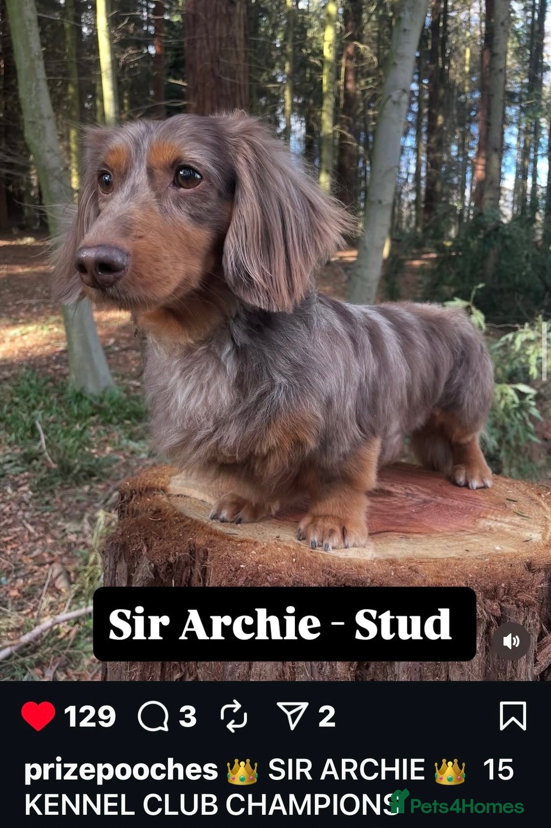 Miniature Dachshund dogs for sale: ✨Mini Smooth Hair Dachshund Ready 18/10/2025 ✨ - Image 23