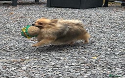 German Spitz dogs for sale: German spitz bitch - Image 1