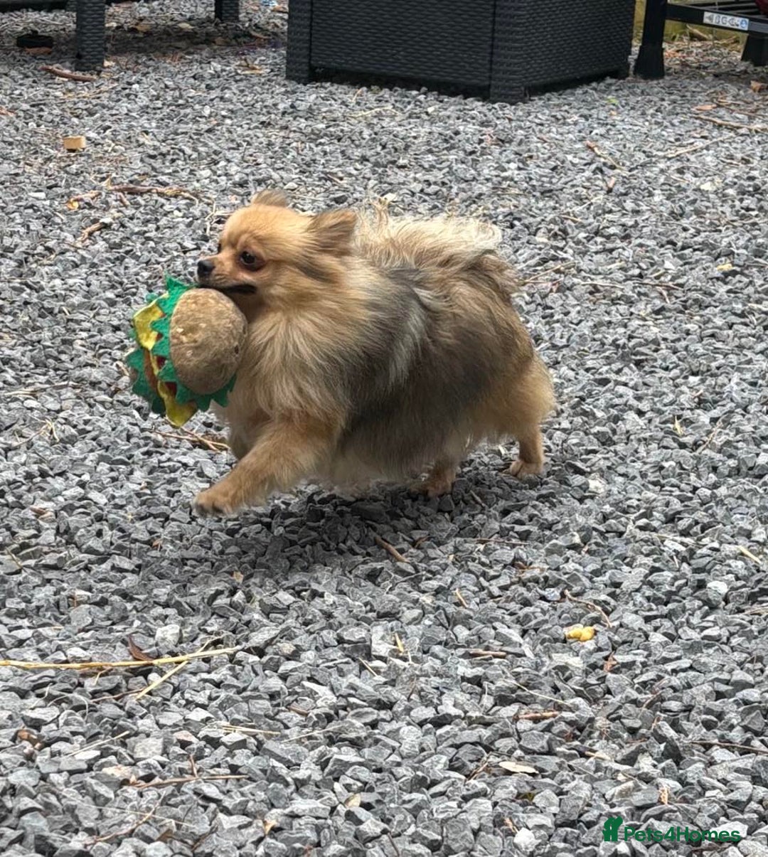 German Spitz dogs for sale: German spitz bitch - Image 1