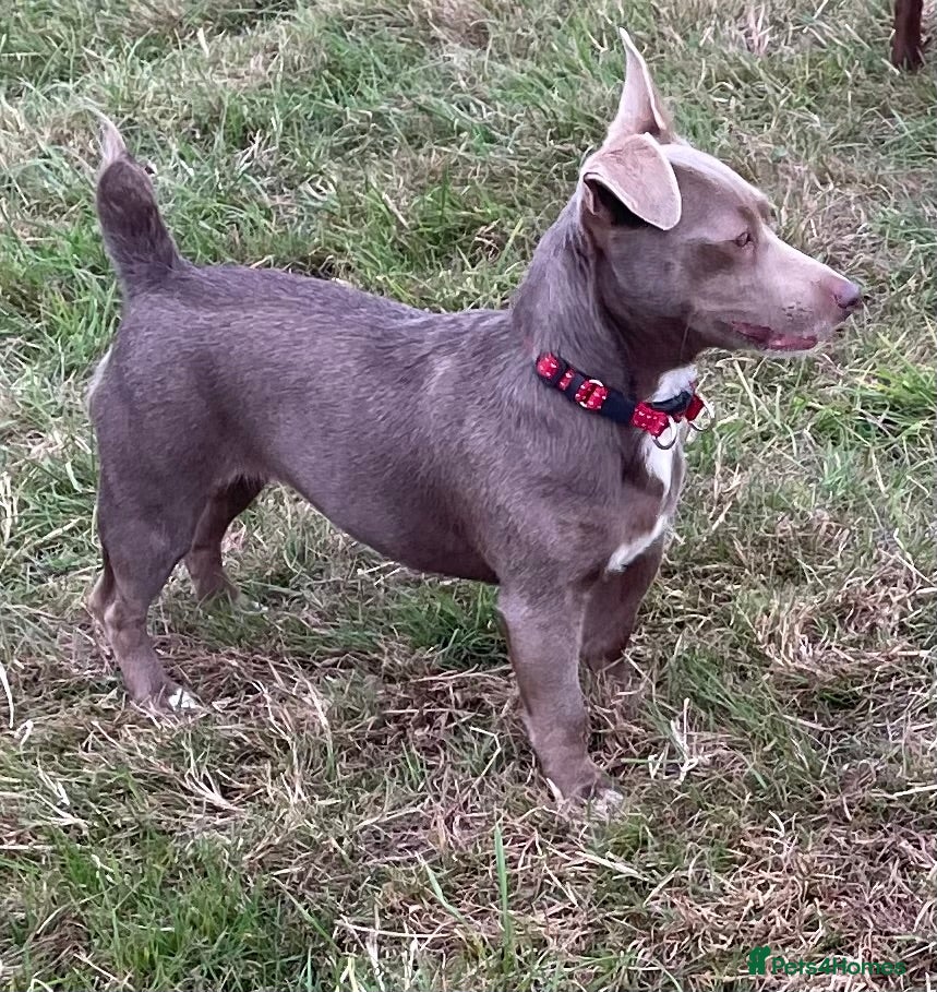 Jack Russell dogs 2 Gorgeous Tiny Jack Russell Puppies  - Advert 10