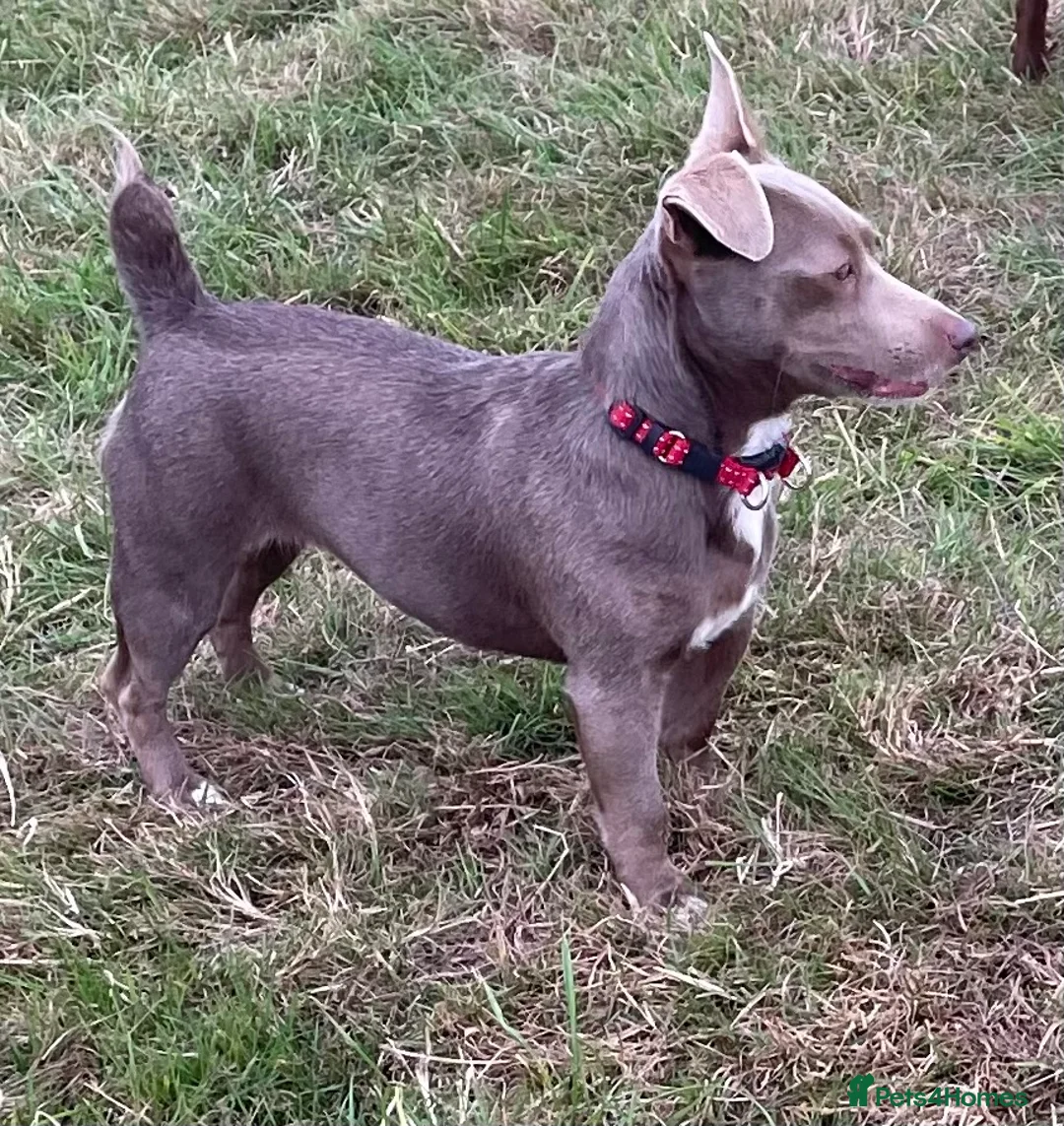 Jack Russell dogs for sale: 2 Gorgeous Tiny Jack Russell Puppies  in Warrington - Advert 1