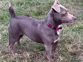 Jack Russell dogs 2 Gorgeous Tiny Jack Russell Puppies - Advert 10