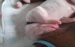 Boxer dogs for sale: Beautiful/Stunning Pedigree Boxer Puppies  - Image 5