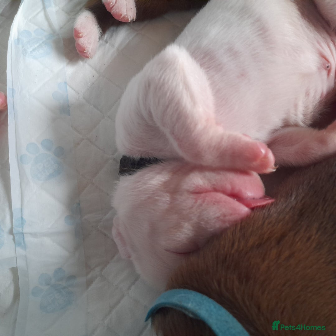 Boxer dogs for sale: Beautiful/Stunning Pedigree Boxer Puppies  - Image 5