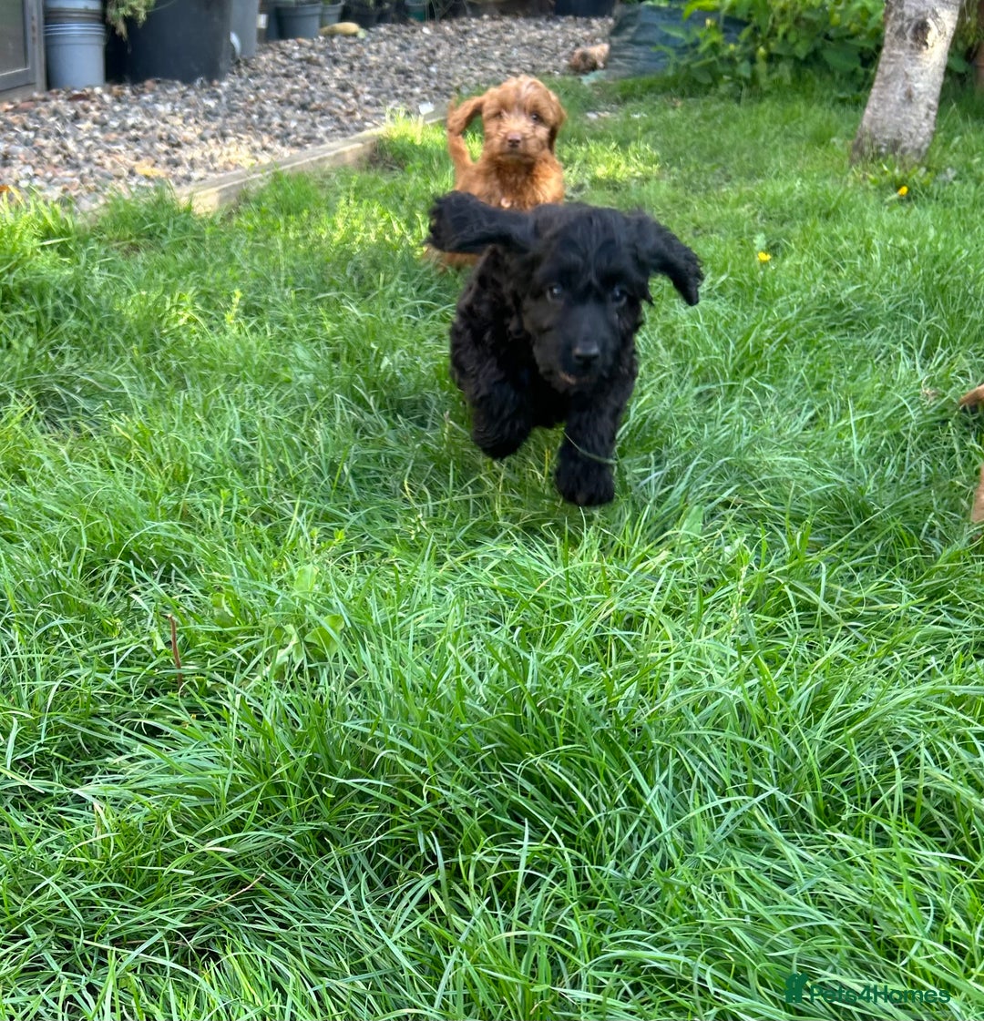Cockapoo dogs for sale: Beautiful miniature Teddybear Cockerpoos puppies  - Image 17