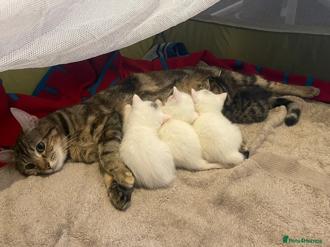 Mixed Breed cats for sale: Beautiful playful kittens in Chester - Advert 1