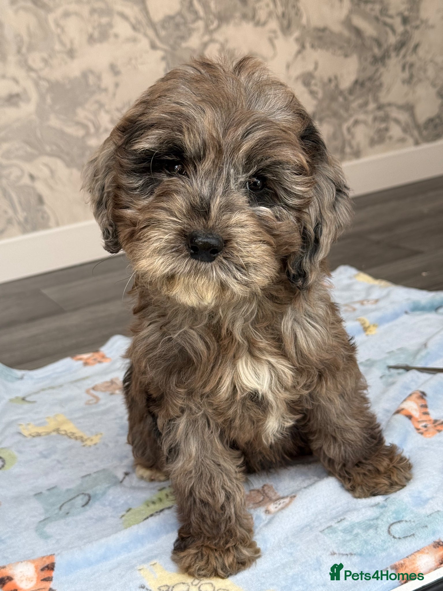 Cockapoo dogs BLUE MERLE F1 COCKAPOO - Advert 14