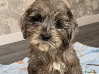 Cockapoo dogs BLUE MERLE F1 COCKAPOO - Advert 14