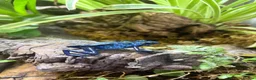 Frog reptiles for sale: Female Dart Frog & Full Bioactive  - Advert 4