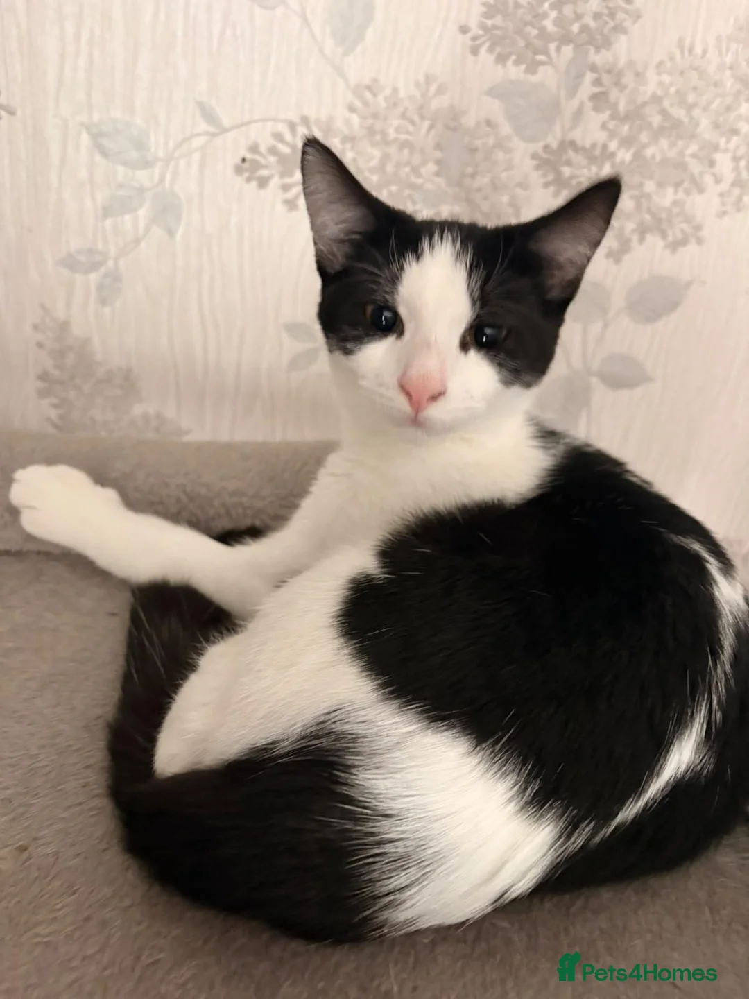 Mixed Breed cats for adoption: Kitten rescue  - Advert 2