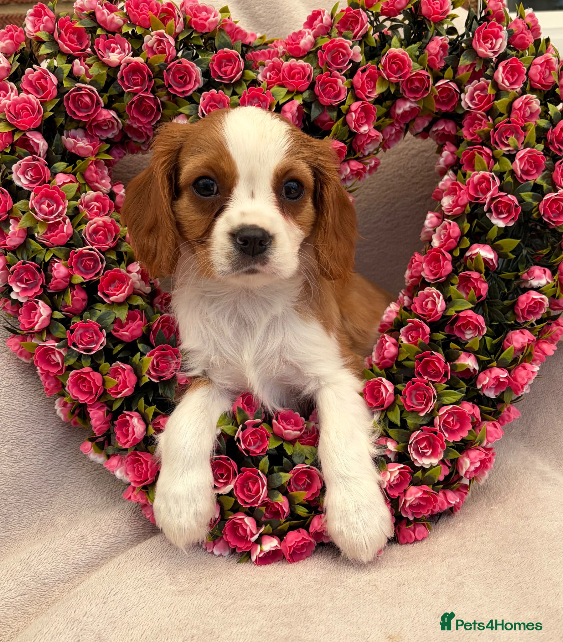 Cavalier King Charles Spaniel dogs Stunning Cavalier King Charles puppies  - Advert 2
