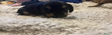 Chiweenie 2