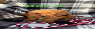 Cavapoo Puppy 3