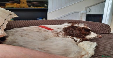 Sprocker dogs - Advert 1