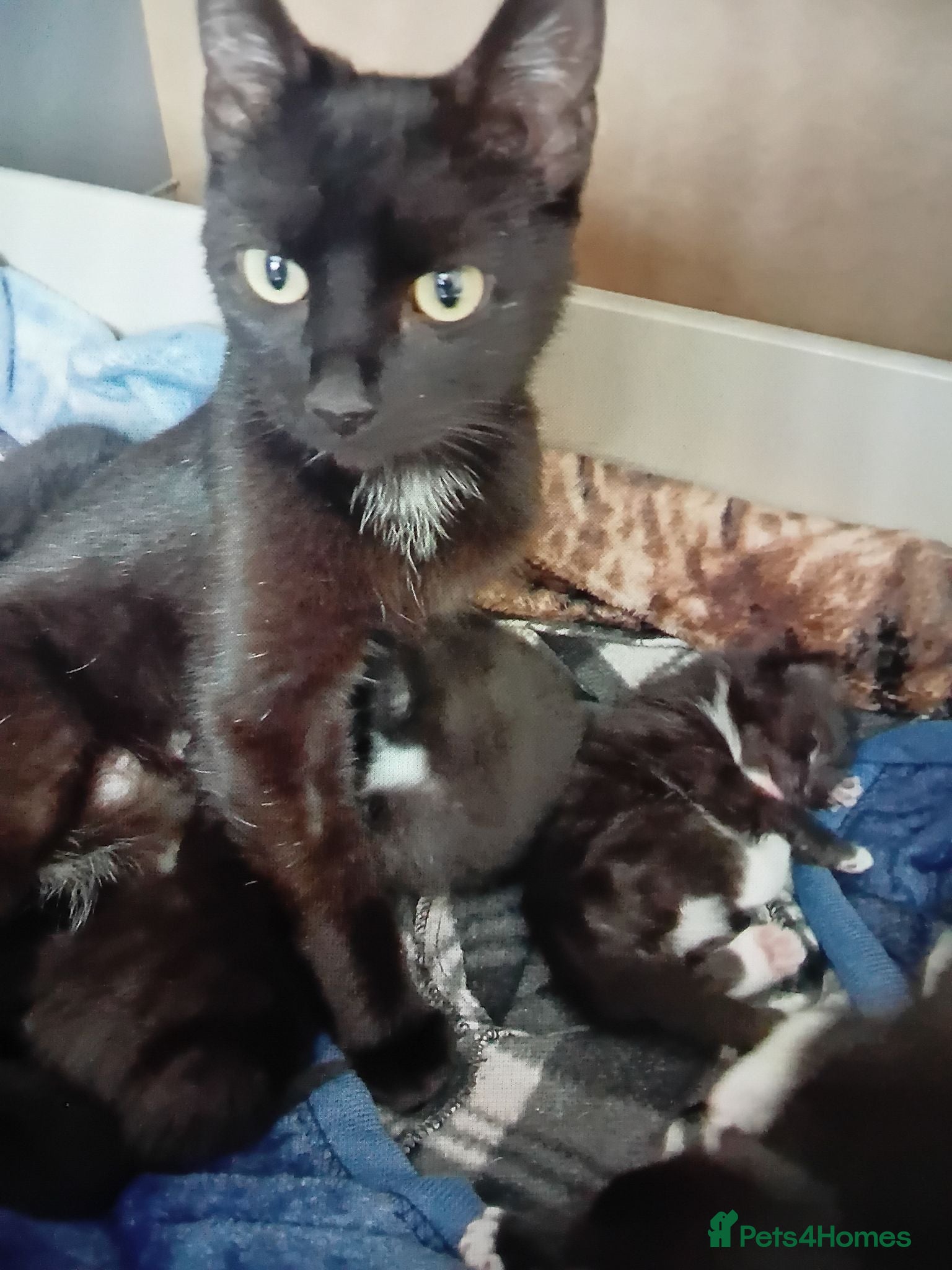 Mixed Breed cats Kittens 4 sale - Advert 1