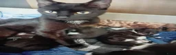 Mixed Breed cats for sale: Kittens 4 sale - Advert 1