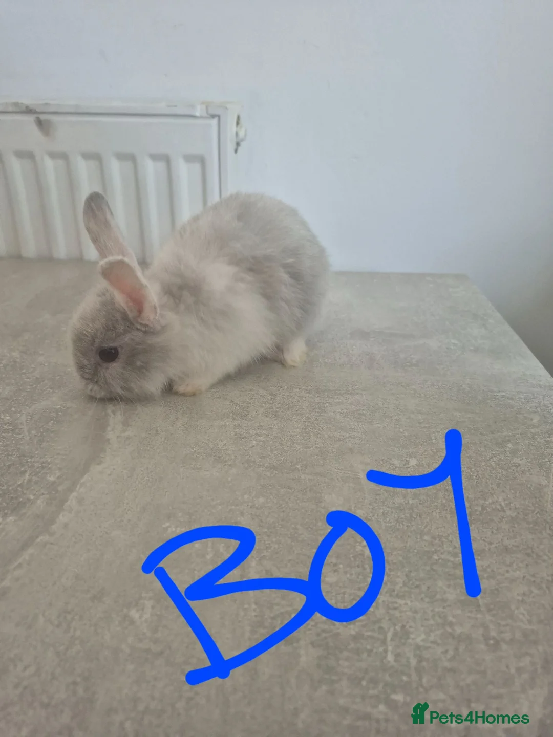 Mixed Breed rabbits for sale: Baby rabbits for sale  - Advert 2