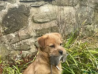Jack Russell dogs Much wenlock rough coated Jack Russell’s - Advert 2