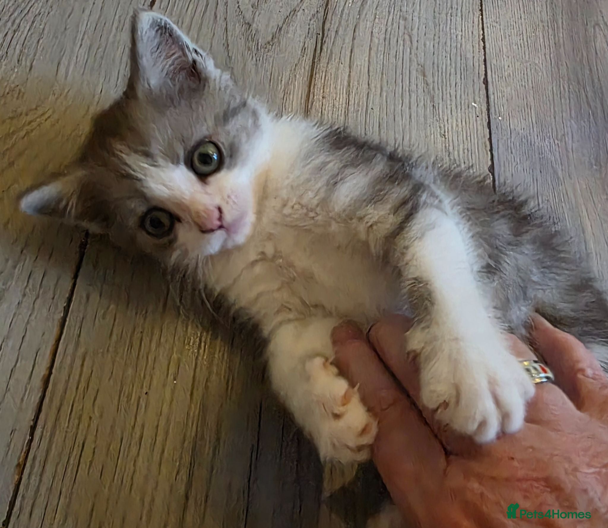 British Longhair cats Beautiful British long haired kittens - Advert 3