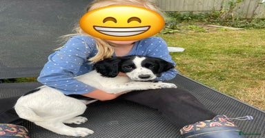 Cocker Spaniel dogs - Advert 15
