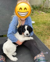 Cocker Spaniel dogs - Advert 8