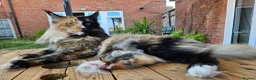 Maine Coon cats for sale: Maine coon - Advert 10