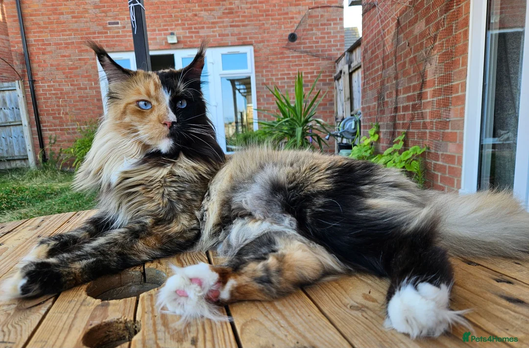 Maine Coon cats for sale: Maine coon - Advert 10