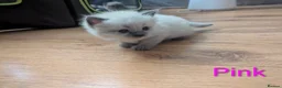 Ragamese cats for sale: Beautiful ragameise kittens  - Advert 13