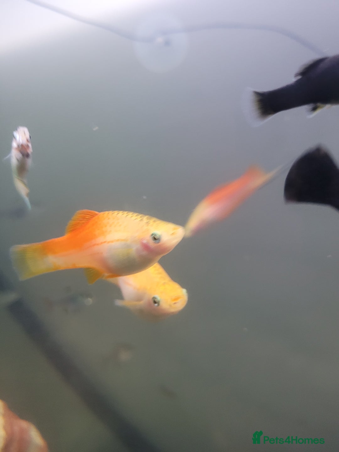 Swordtails fish for sale: Male and female Swordtails pairs also baby mollys - Advert 2