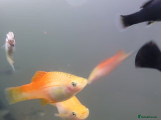 Swordtails fish Swordtails pairs, baby plecos an baby mollys - Advert 12