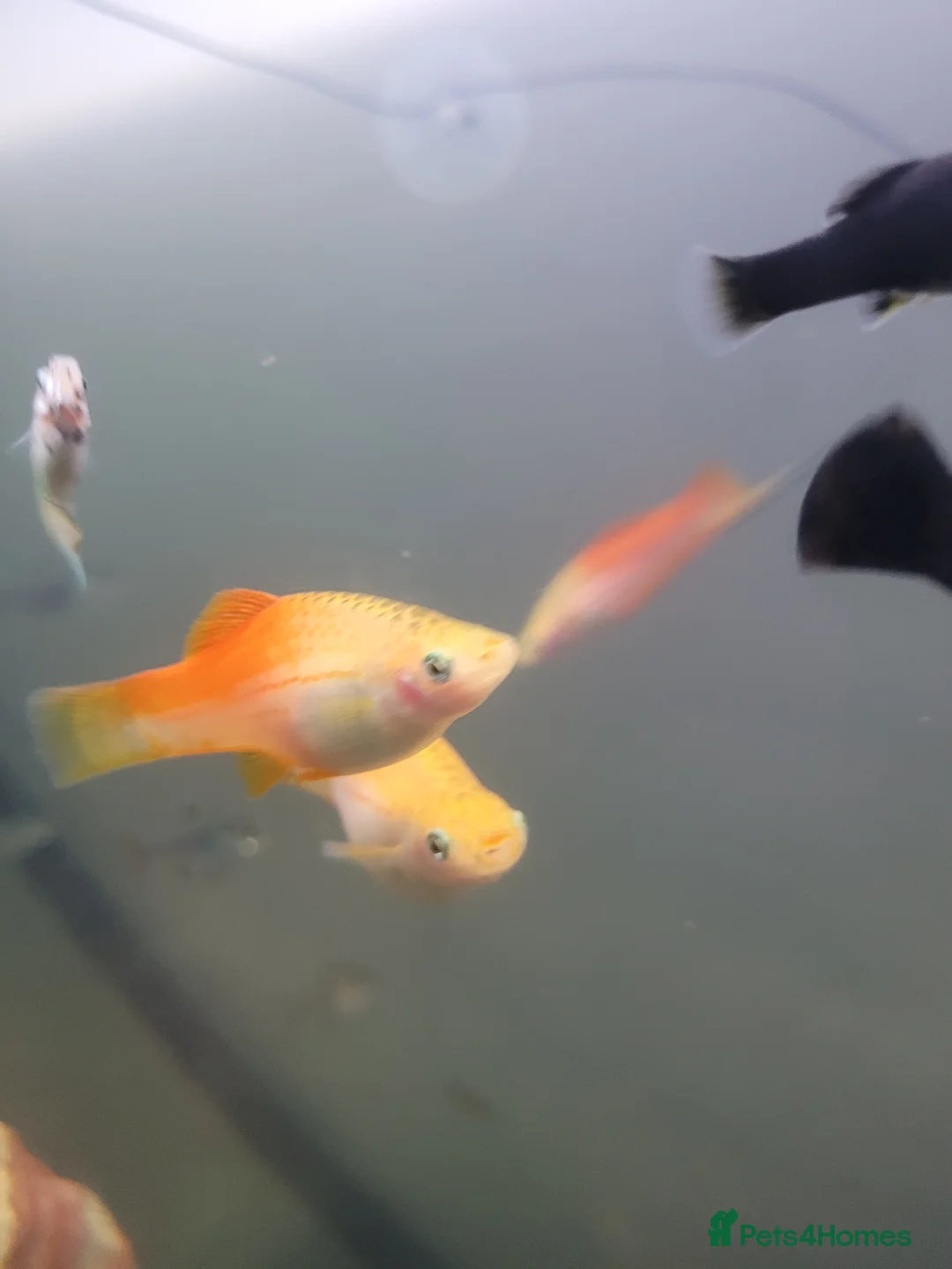 Swordtails fish for sale: Swordtails pairs, baby plecos an baby mollys  - Advert 1