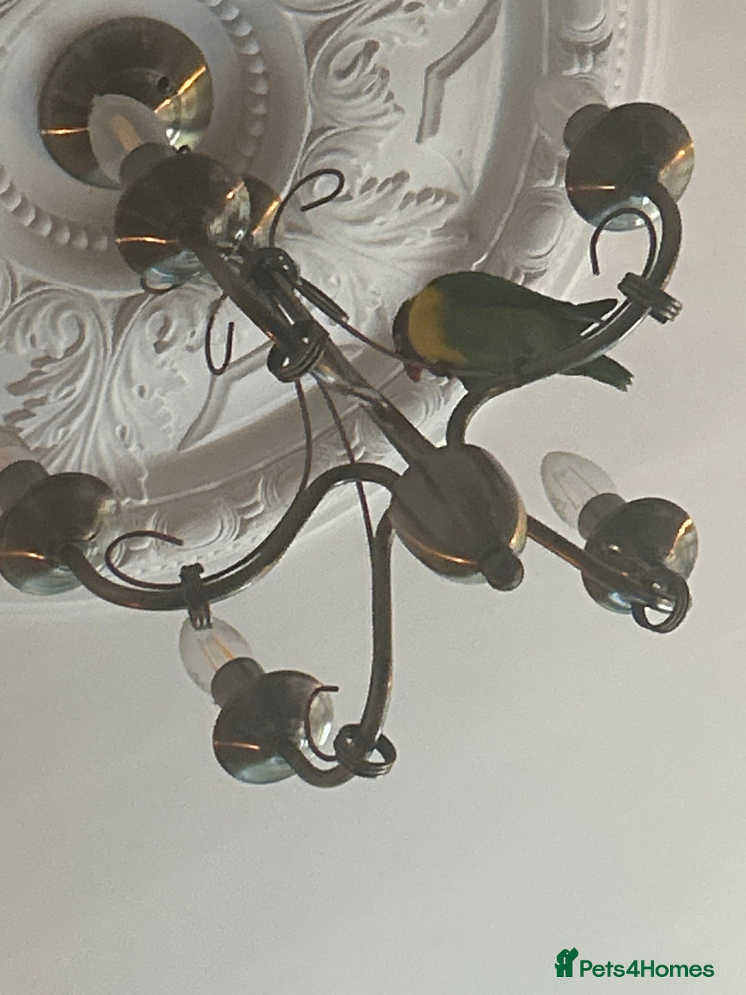 Lovebirds birds for sale: Lovebird for sale  - Image 2