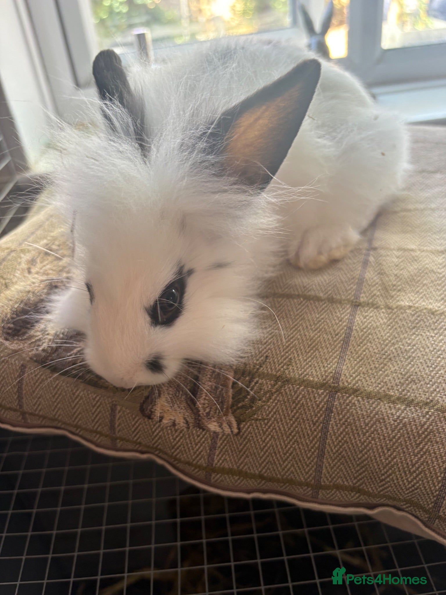 Mixed Breed rabbits Angora x lionhead babies  - Advert 2