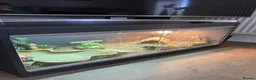 Tortoise reptiles for sale: Horsefield Tortoise  - Advert 6