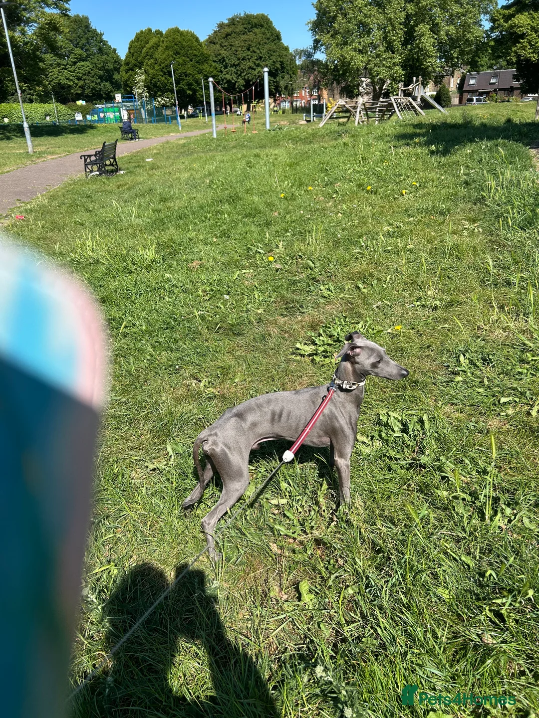 Italian Greyhound dogs for stud: Proven handsome blue Italian greyhound  in London - Advert 8