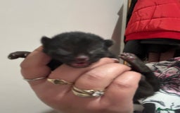 Domestic Shorthair cats for sale: Domestic short haired kittens  - Image 5