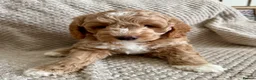 Cavapoo dogs for sale: 1 APRICOT BOY LEFT Beautiful F1B Cavapoo Puppies  - Advert 4