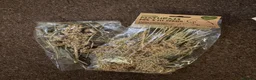 Hamster rodents for sale: Roborovski dwarf hamster  in Nottingham - Advert 4