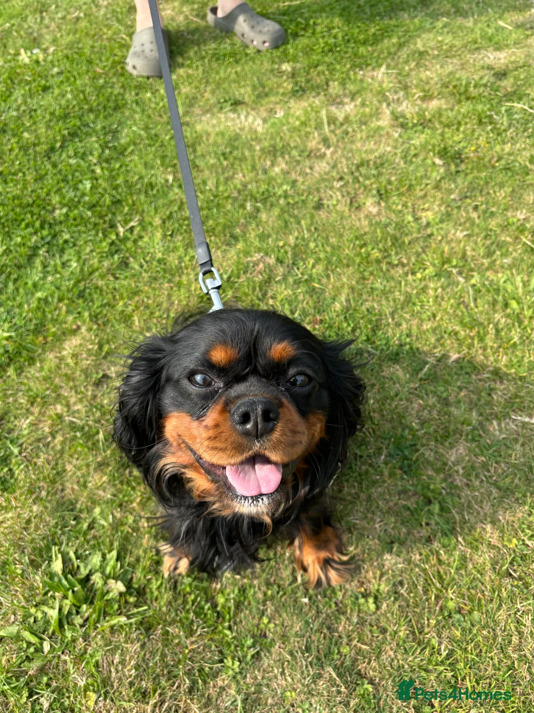 Cavalier King Charles Spaniel dogs for stud: Fully health tested Black and Tan stud.  in Wrexham - Advert 8