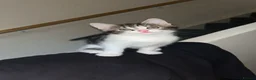 Mixed Breed cats for sale: Three beautiful Female Cats🐾 - Advert 11