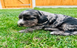 Cockapoo dogs for sale: Beautiful Merle cockapoos - Image 3
