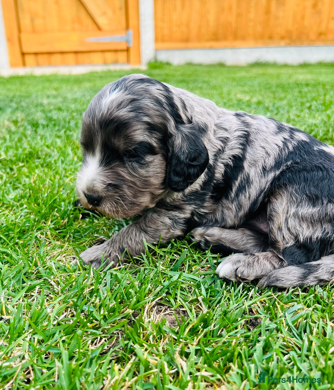 Cockapoo dogs for sale: Beautiful Merle cockapoos - Image 3
